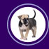 Get Media dog